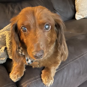 Fundraising Page: Sheila Ciotti